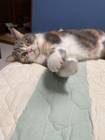 何気ない日常のひとこま_b0340621_16240829.jpeg