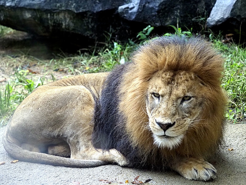 クリスにお嫁さんが来ます 動物園放浪記