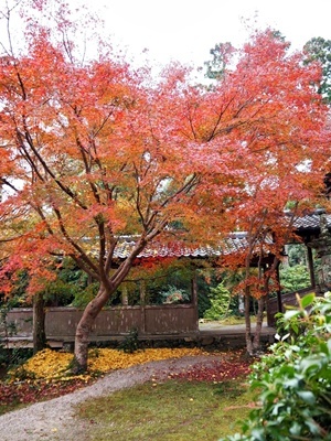 買い物ついでの紅葉狩り 午前の部_f0129726_18353247.jpg