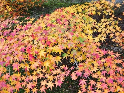 買い物ついでの紅葉狩り 午前の部_f0129726_19542764.jpg