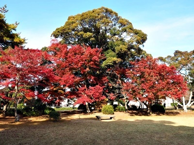 買い物ついでの紅葉狩り 午後の部_f0129726_20210261.jpg