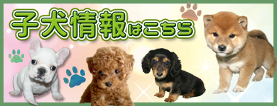 山形県で安い子猫を探すなら/宮城県ペットショップ鈴花_a0339732_19492906.png