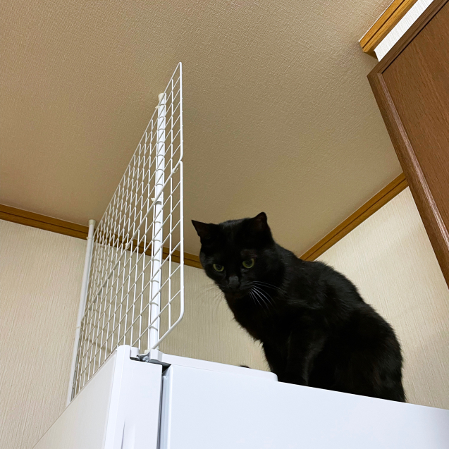勝利?!_d0355333_20162040.jpg