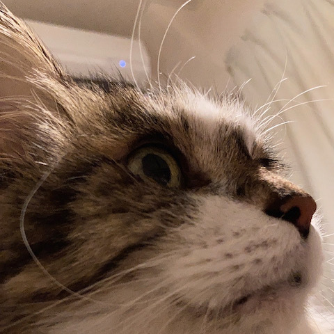 リバーシブルベストな気分　で　。_d0364239_19470042.jpg
