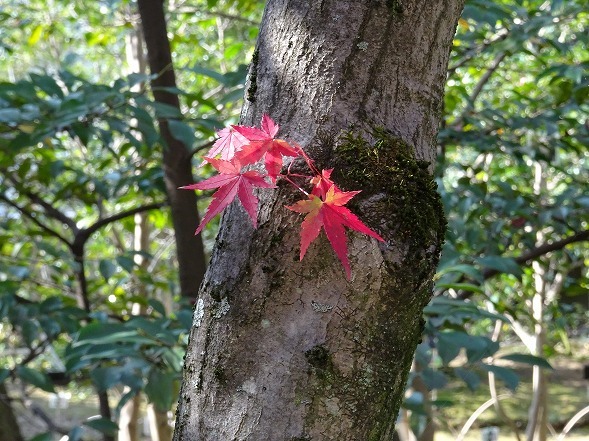 松花堂庭園の紅葉_b0299042_10005196.jpg