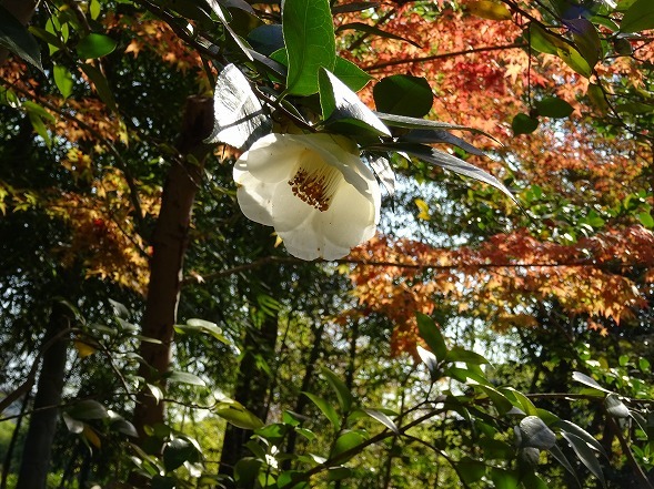 松花堂庭園の紅葉_b0299042_10010434.jpg