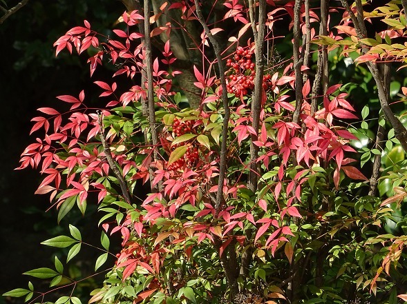 松花堂庭園の紅葉_b0299042_10011736.jpg