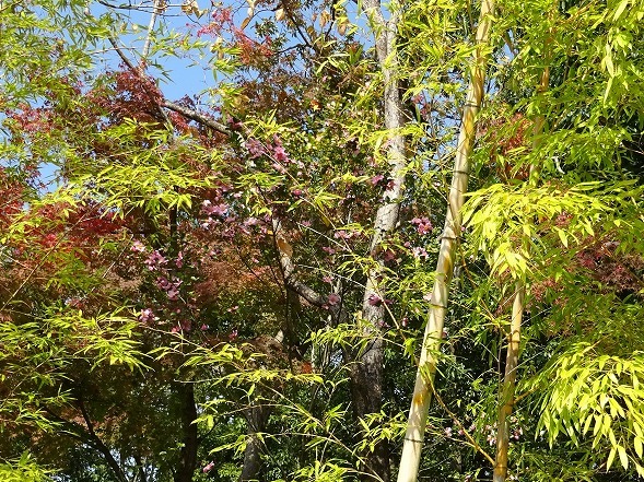 松花堂庭園の紅葉_b0299042_10334180.jpg