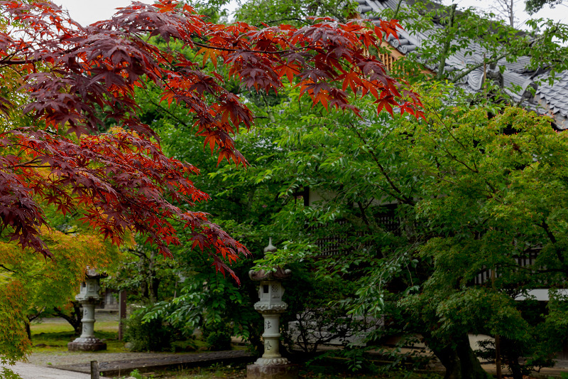 菩提樹と初夏の花咲く粟生光明寺_f0155048_23304643.jpg