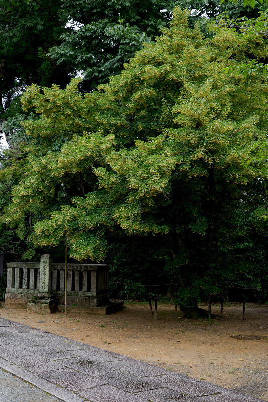 菩提樹と初夏の花咲く粟生光明寺_f0155048_23305515.jpg