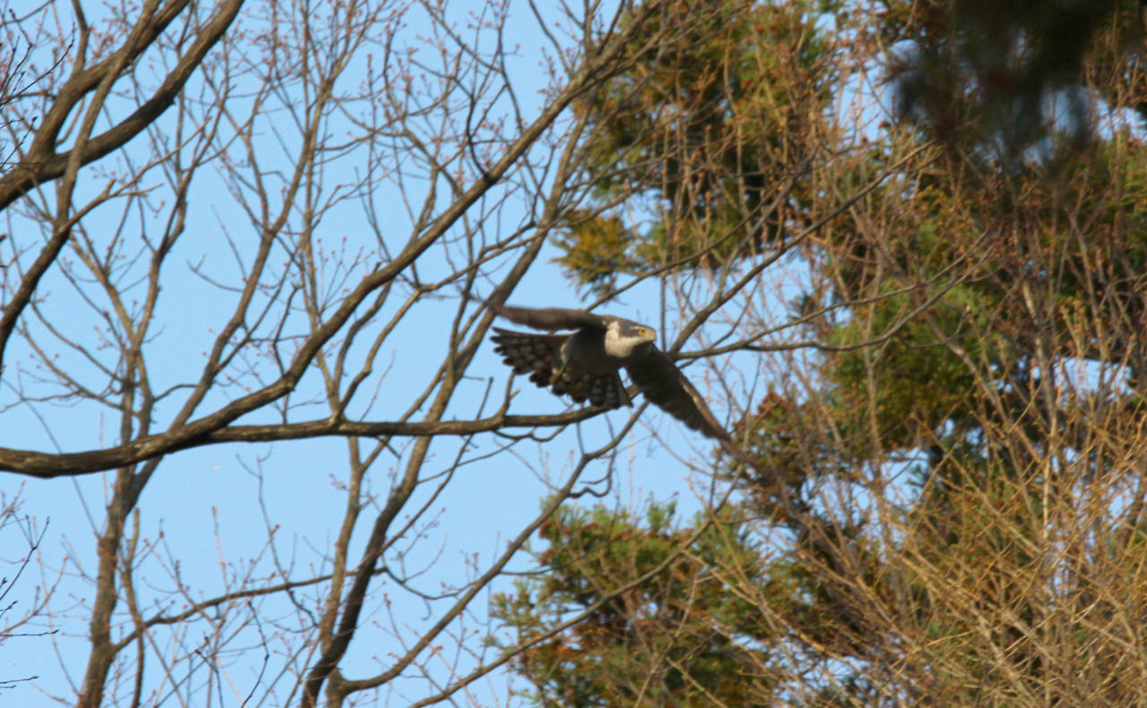 白鳥 命_e0403850_21545067.jpg