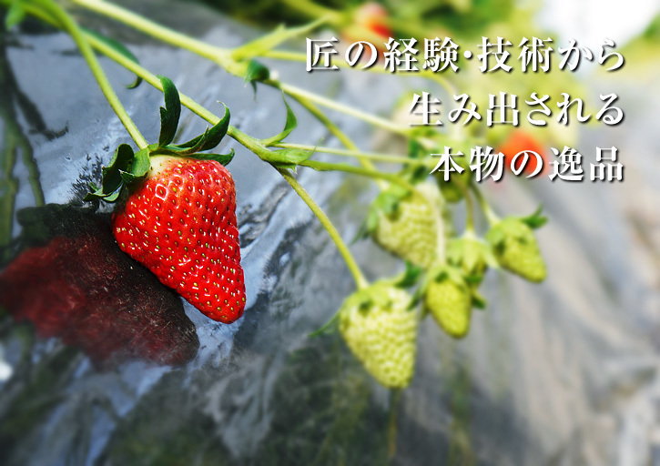 令和3年度の熊本イチゴ先行予約受付スタート!第1弾!熊本限定栽培品種のイチゴ『熊紅(ゆうべに)』_a0254656_19063428.jpg