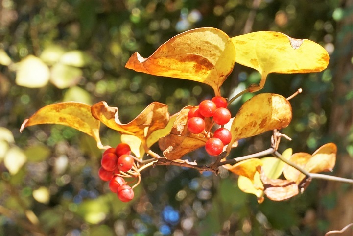 サルトリイバラ ユリ科 阿蘇望亭の 気ままなブログ
