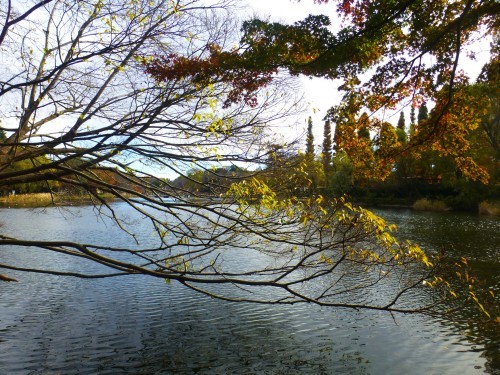 井の頭公園・１１月２７日_d0351575_19522609.jpg