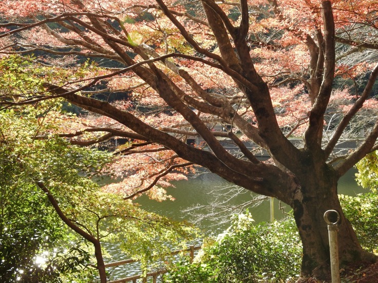 『伊自良湖の秋風景』_d0054276_20190553.jpg