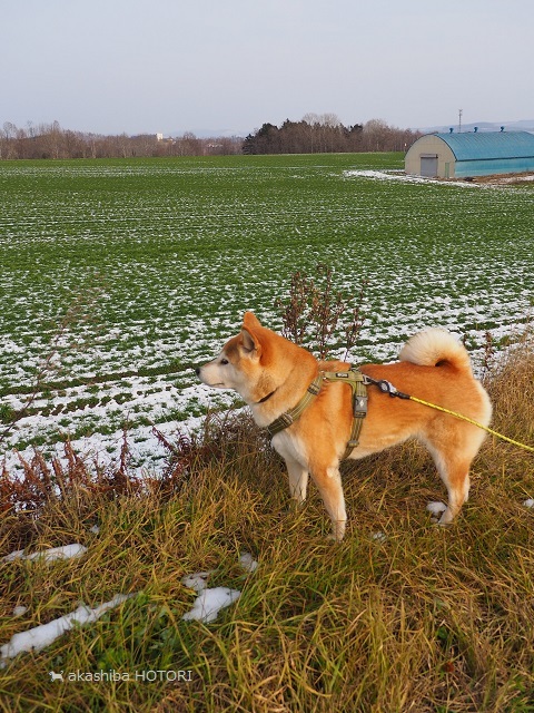 農道散歩 みどりにロックオン_f0150377_18020500.jpg
