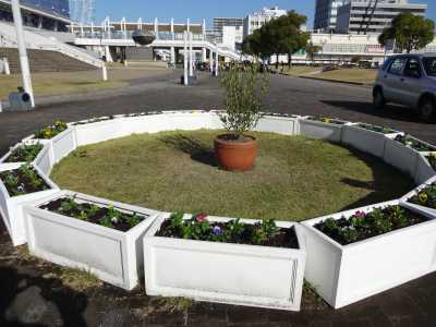 名古屋港水族館前のプランター花壇の植栽R3.11.17_d0338682_08551979.jpg
