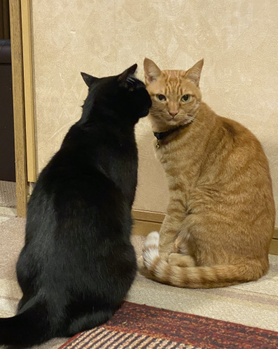 バズくんが好き!_a0216583_00005450.jpeg