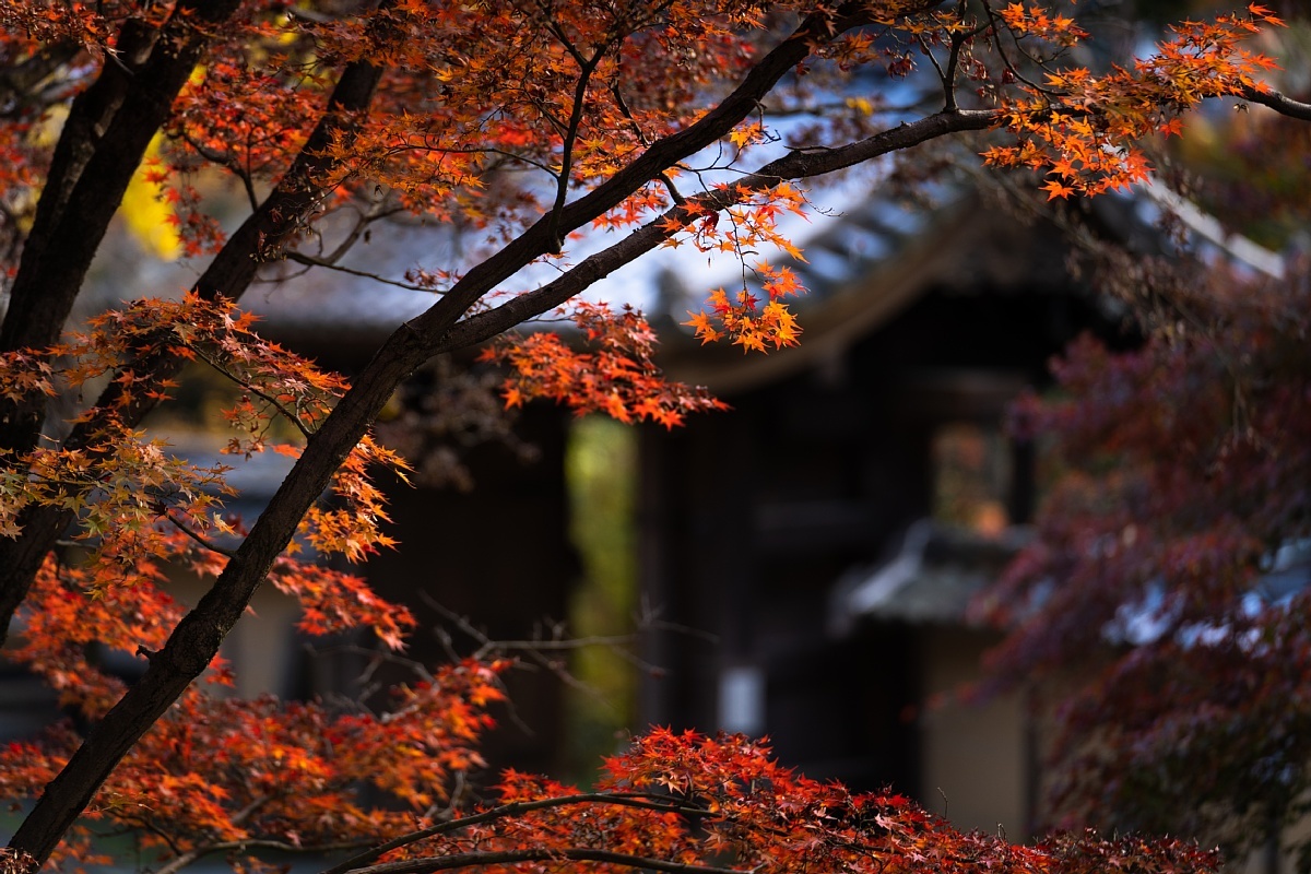 暖色系の定光寺_d0353489_14271105.jpg