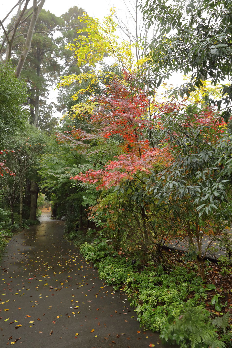 ドギーズアイランド(2)_b0275998_14001956.jpg