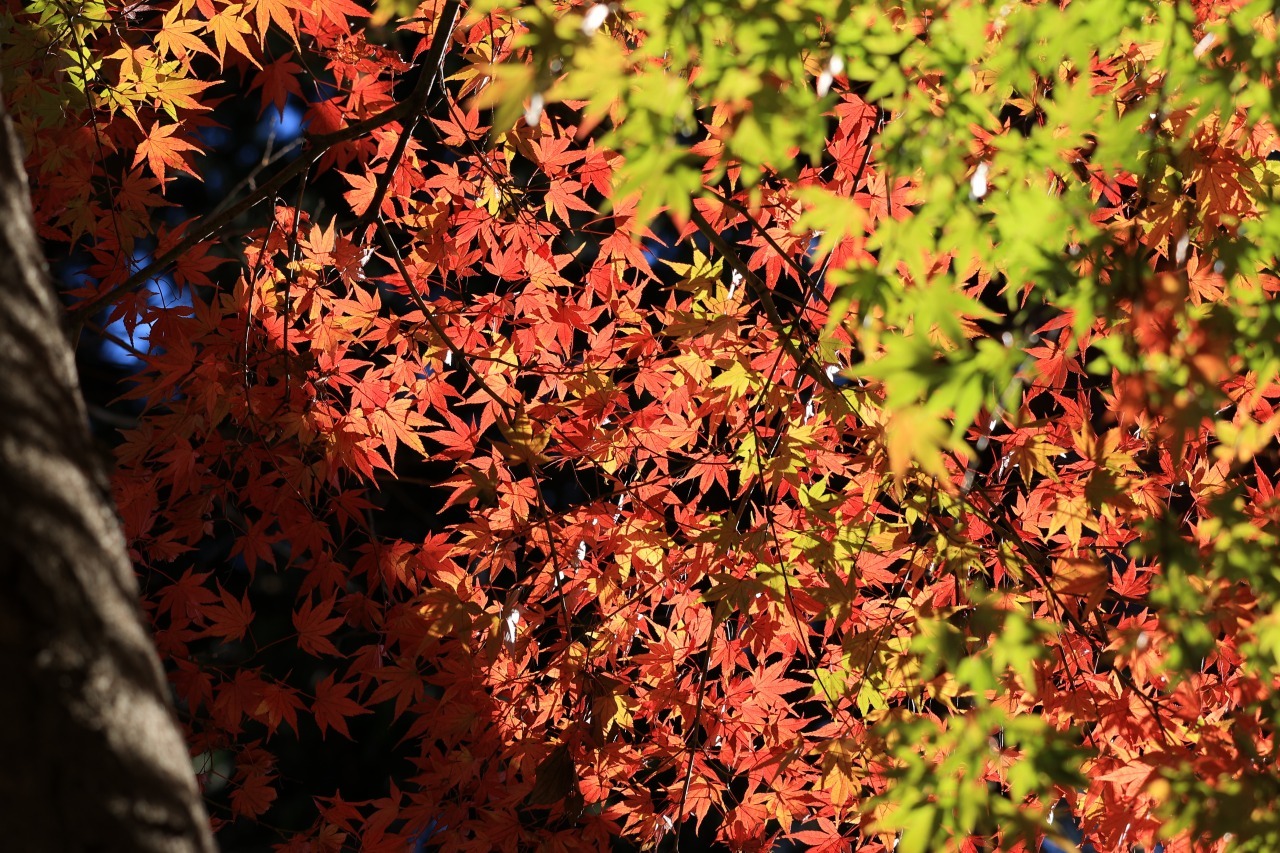 ラスト紅葉 in 西公園 part2_b0050305_20080975.jpg