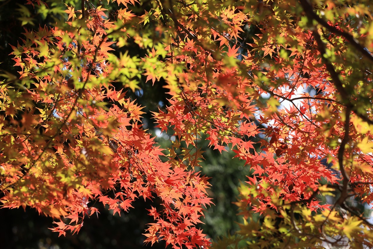 ラスト紅葉 in 西公園 part2_b0050305_20082103.jpg