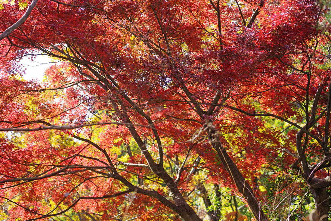 三ツ池公園　紅葉　２_b0151409_20422050.jpg