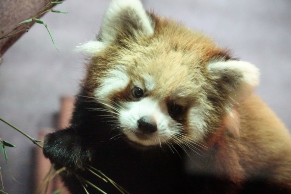 いしかわ動物園の旅行記を姉妹ブログ「レッサーパンダ紀行」にアップしました_e0400609_08282819.jpg