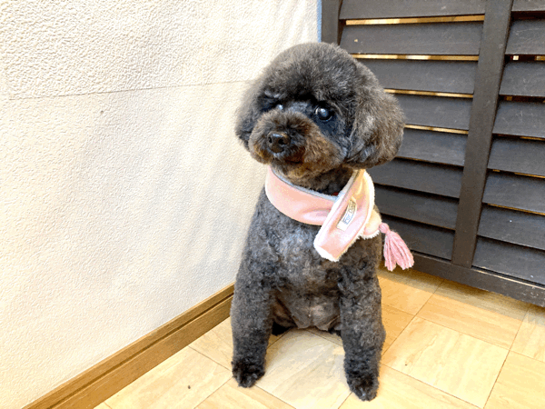 Trimming Studio 4犬s