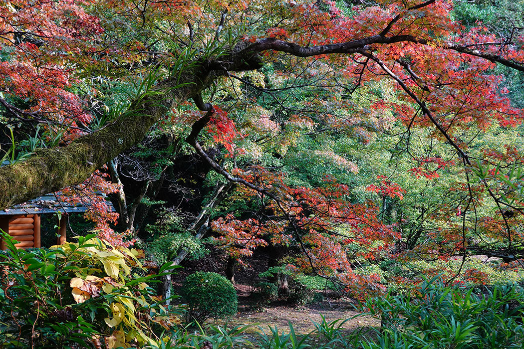 「仁比山神社の紅葉」ー神埼市神埼町仁比山神社にてー_c0014538_09081694.jpg