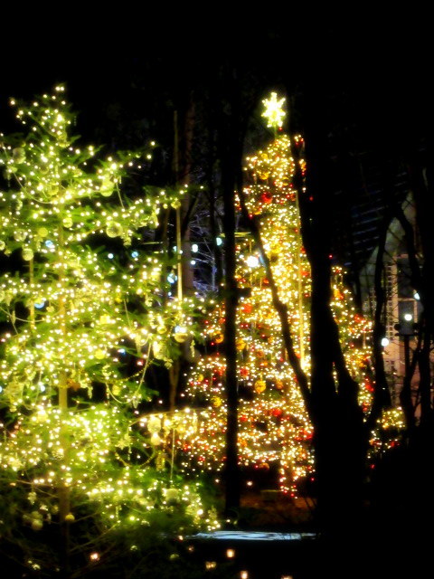 軽井沢高原教会100周年 ＊ 星降る森のクリスマス・2021☆彡_f0236260_16170029.jpg