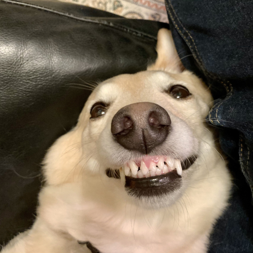 だまって笑う犬 Kokiary のどかへつなぐ Happy Days