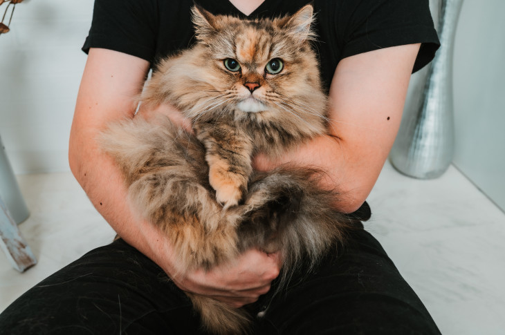 かわいい猫に会いました_c0357589_17433597.jpg