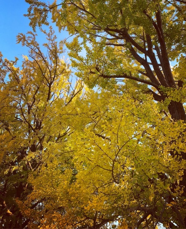 紅葉の季節 森へ_c0203401_23175868.jpeg