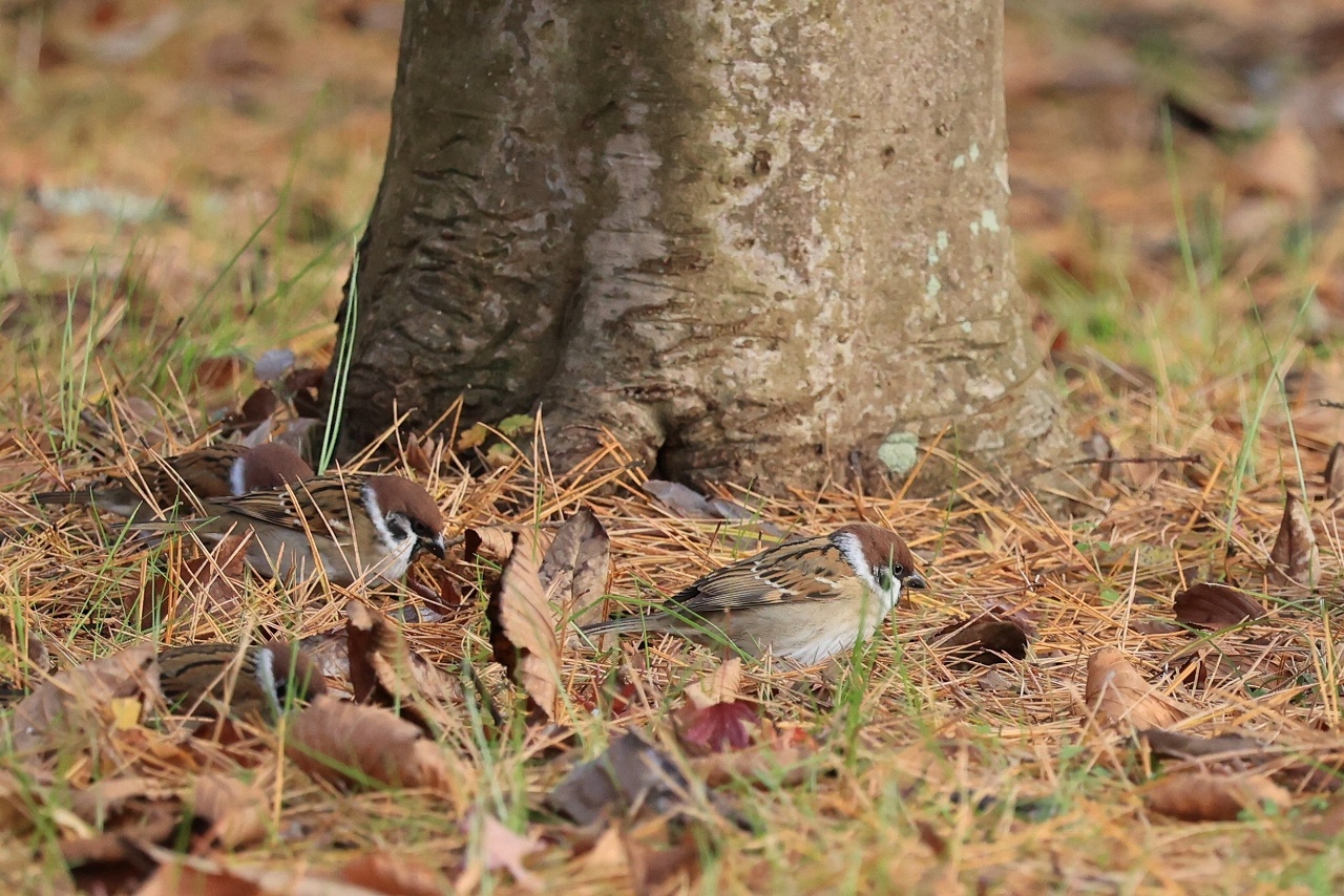 鳥を撮ってみた_b0050305_20221584.jpg