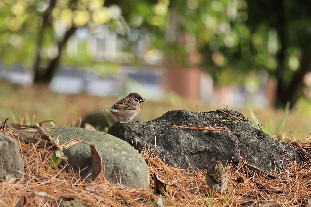 鳥を撮ってみた_b0050305_20225961.jpg