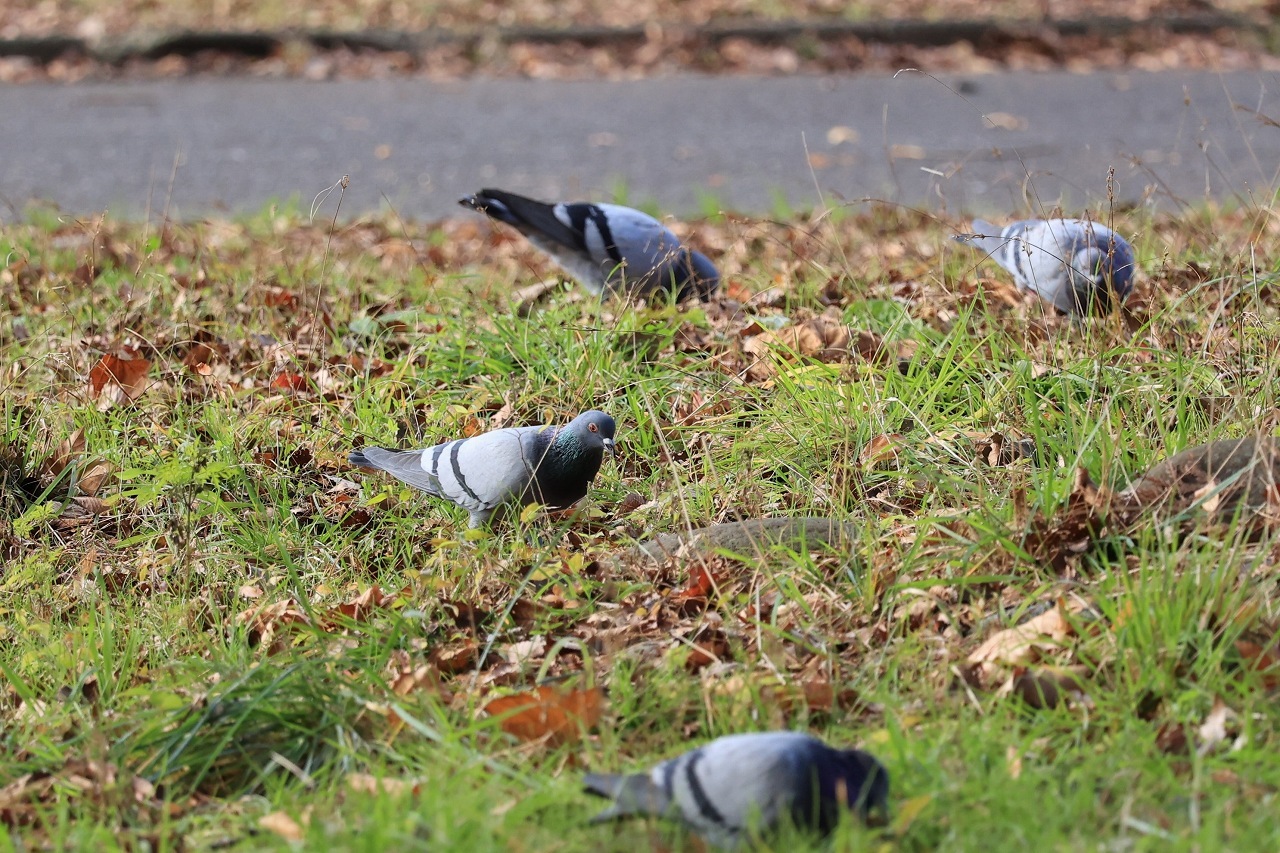 鳥を撮ってみた_b0050305_20233635.jpg
