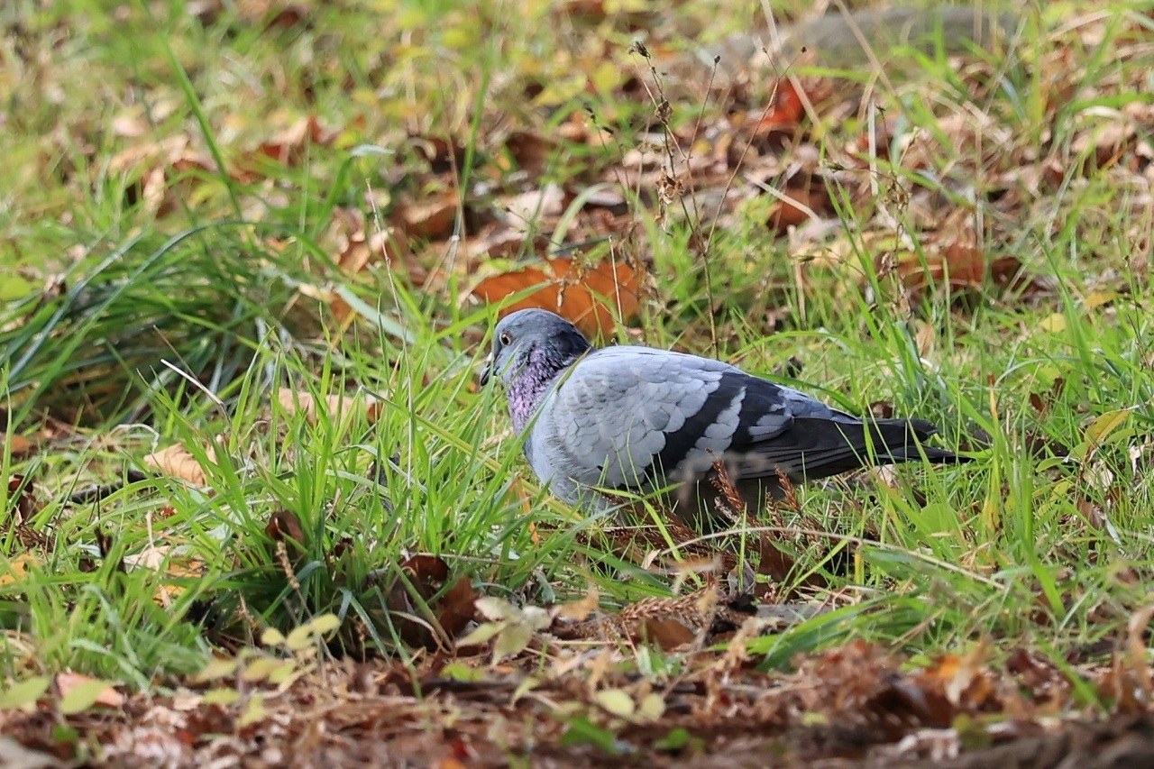 鳥を撮ってみた_b0050305_20235506.jpg