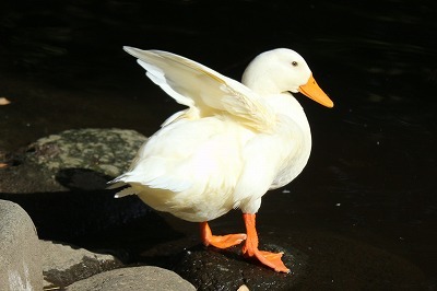 平塚八幡宮②水鳥達_e0373815_13374182.jpg