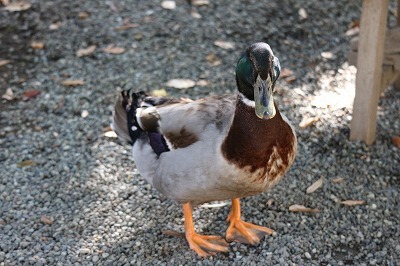 平塚八幡宮②水鳥達_e0373815_13375157.jpg