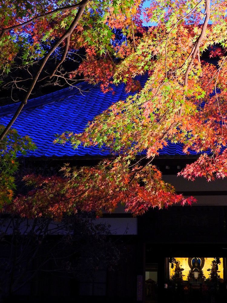 太田の古刹「金竜寺」も紅葉の名所だよ♪　ライトアップ見て来た♪_a0031821_12474724.jpg