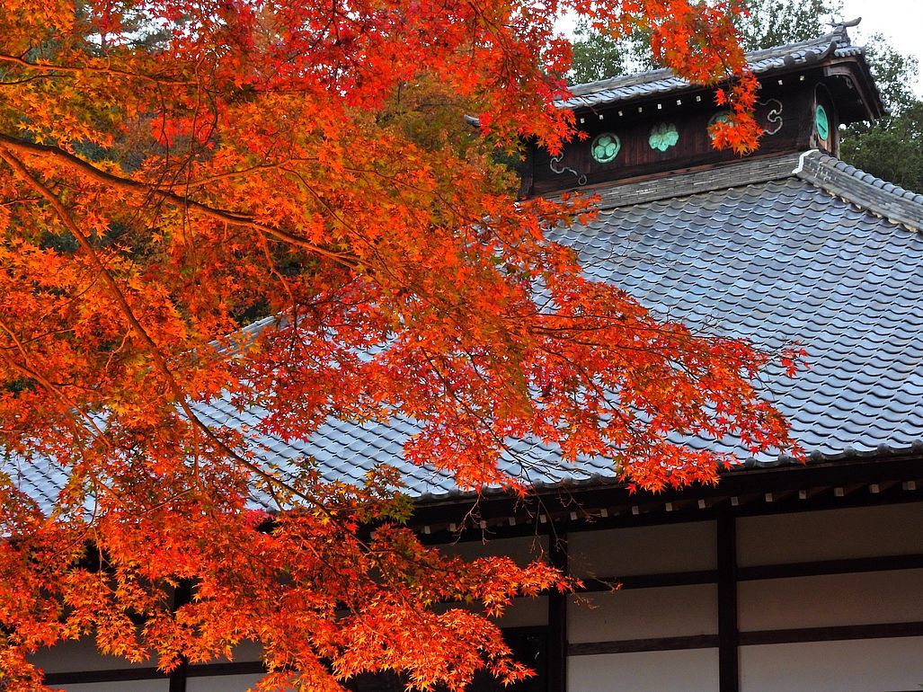 太田の古刹「金竜寺」も紅葉の名所だよ♪　ライトアップ見て来た♪_a0031821_13303389.jpg