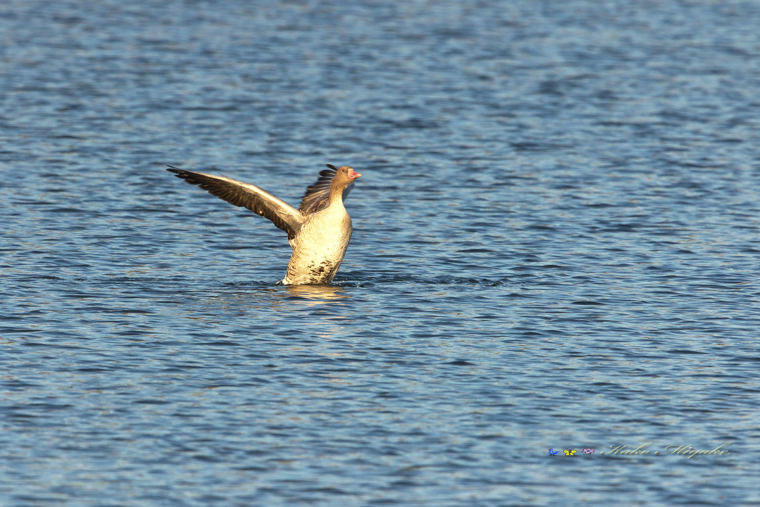 ハイイロガン（Greylag goose）_d0013455_13210103.jpg