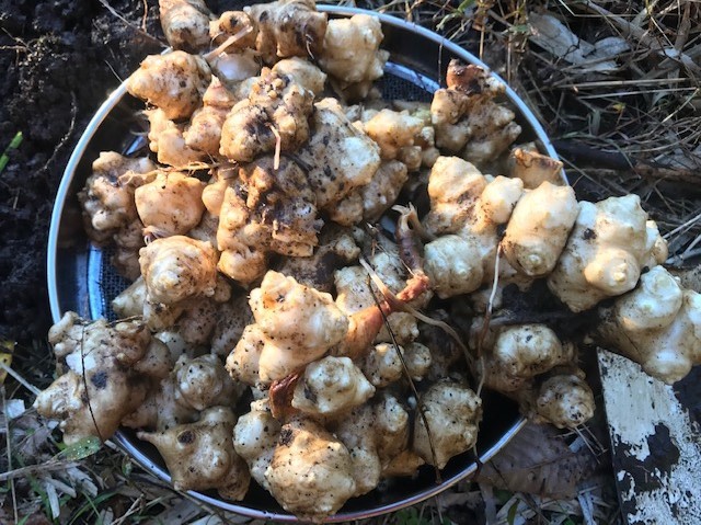 驚異的 種芋一つからキクイモ3キロ12 1 北鎌倉湧水ネットワーク
