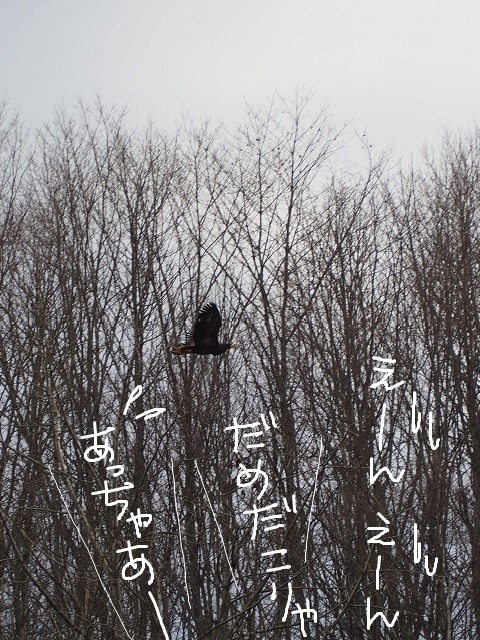 オオワシポイント_f0150377_15522073.jpg