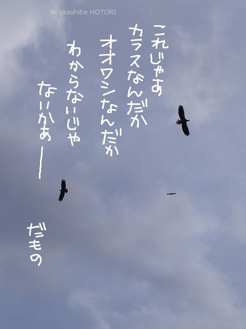 オオワシポイント_f0150377_16343563.jpg