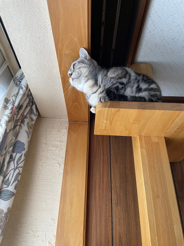 すもものその後_b0340621_16455550.jpeg