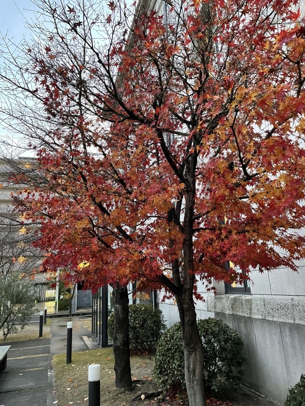 12月8日に一般質問をします。_c0326333_17044504.jpeg