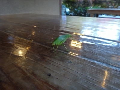 貼ってなかった写真_b0122645_22010908.jpg