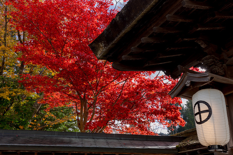 2021紅葉輝く高野山　金剛峯寺紅葉めぐり（後編）_f0155048_12085343.jpg